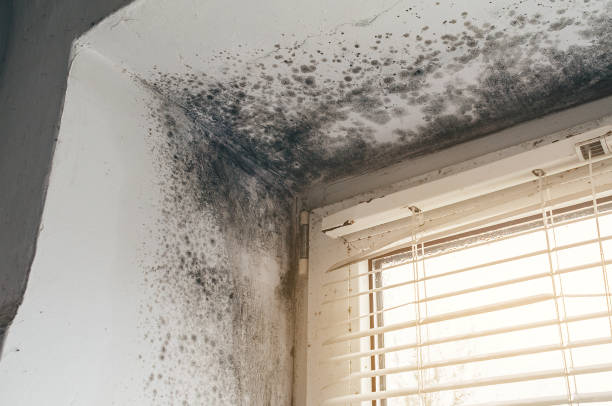Affordable Basement Mold Removal solutions in Manchester, VA